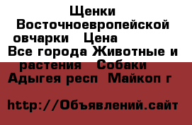 Щенки Восточноевропейской овчарки › Цена ­ 25 000 - Все города Животные и растения » Собаки   . Адыгея респ.,Майкоп г.